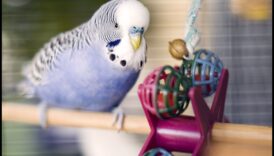 ألعاب الطيور التي تصنعها بنفسك: أنشطة إثراء لأصدقائك من ذوي الريش