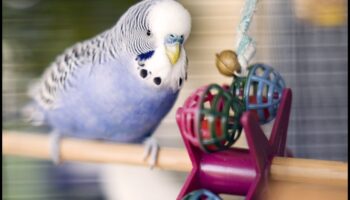 ألعاب الطيور التي تصنعها بنفسك: أنشطة إثراء لأصدقائك من ذوي الريش