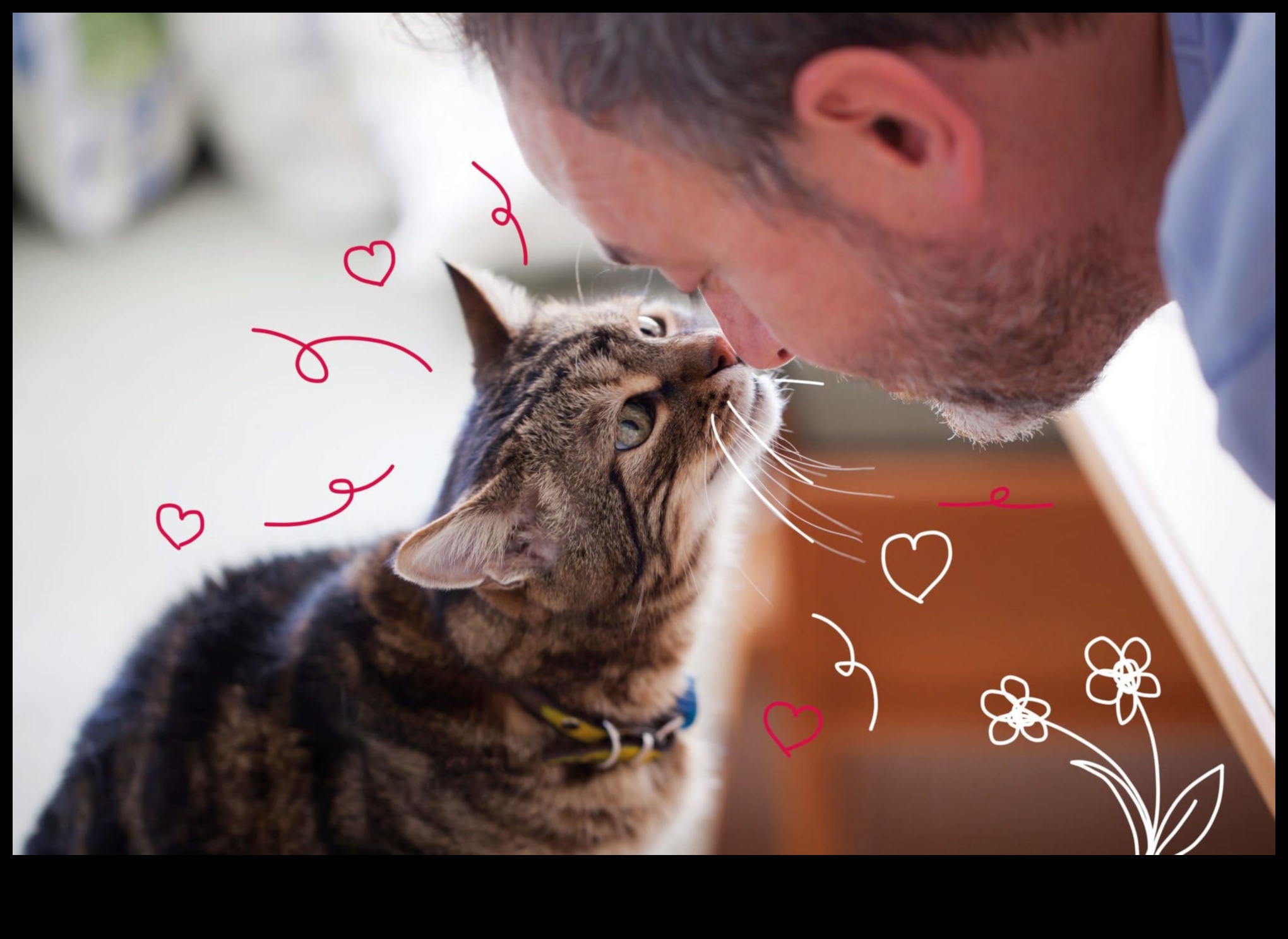 جنون اللياقة البدنية للقطط: تمرين مشجع للقطط