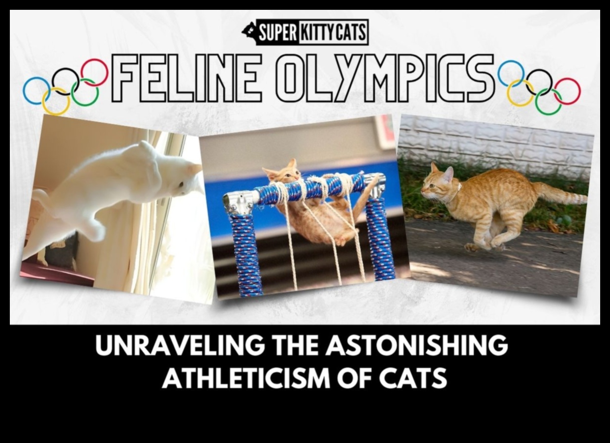 جنون اللياقة البدنية للقطط: تمرين مشجع للقطط