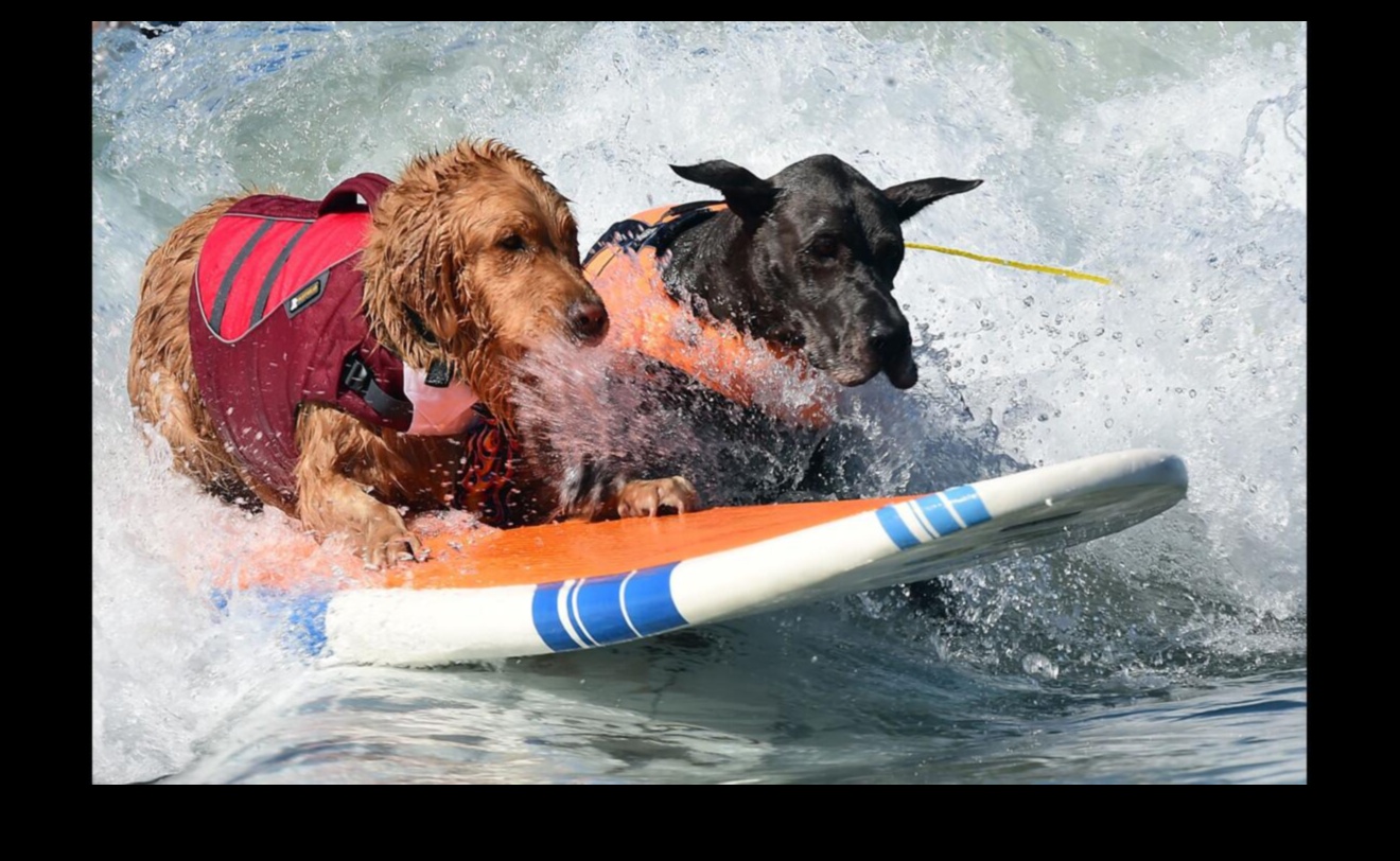 مسابقات الكلاب: المشاركة في مسابقات الكلاب الممتعة