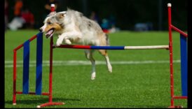 مسابقات الكلاب: المشاركة في مسابقات الكلاب الممتعة