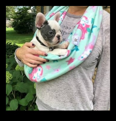 الحضن المخلوق: نصائح الترابط لأصحاب الحيوانات الصغيرة