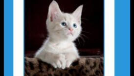 حكمة الشعيرة: التنقل في تقنيات تدريب القطط