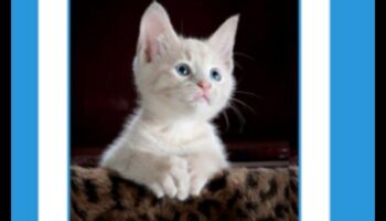 حكمة الشعيرة: التنقل في تقنيات تدريب القطط