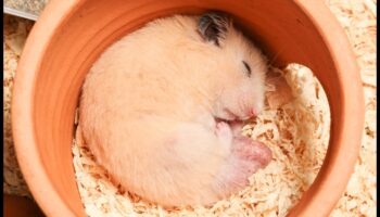 استمرار أنماط نوم الهامستر: إنشاء بيئة نوم مريحة