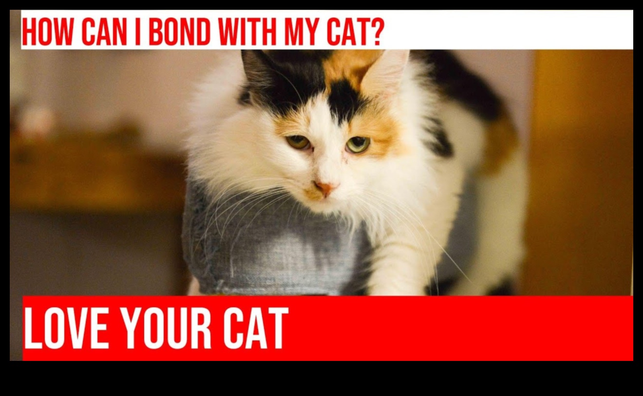 رفقة القطط: بناء علاقة قوية مع صديقك الماكر