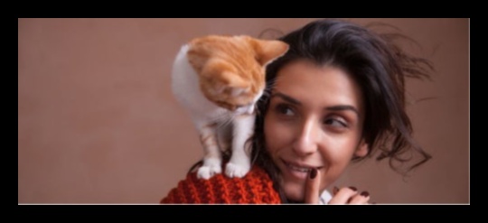 رفقة القطط: بناء علاقة قوية مع صديقك الماكر