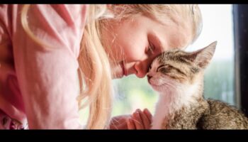 رفقة القطط: بناء علاقة قوية مع صديقك الماكر