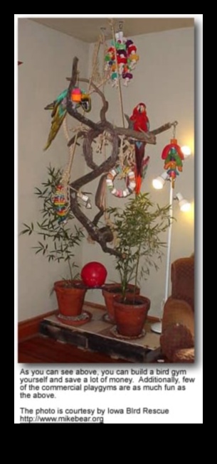 قصر لعب الببغاء: بناء منطقة لعب ثرية للطيور