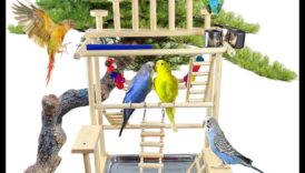 قصر لعب الببغاء: بناء منطقة لعب ثرية للطيور