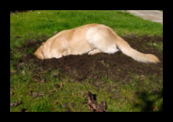 يوم حفر الكلاب: إنشاء حفرة حفر لمتعة الكلاب