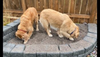 يوم حفر الكلاب: إنشاء حفرة حفر لمتعة الكلاب